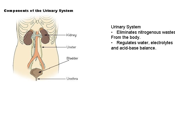Urinary System • Eliminates nitrogenous wastes From the body. • Regulates water, electrolytes and
