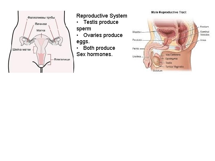 Reproductive System • Testis produce sperm • Ovaries produce eggs. • Both produce Sex