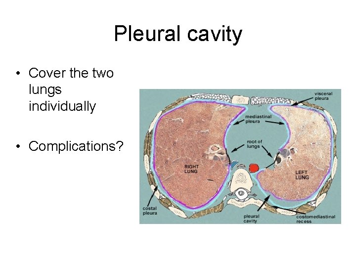 Pleural cavity • Cover the two lungs individually • Complications? 