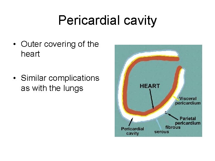 Pericardial cavity • Outer covering of the heart • Similar complications as with the