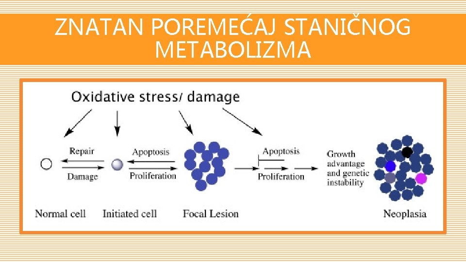 ZNATAN POREMEĆAJ STANIČNOG METABOLIZMA 