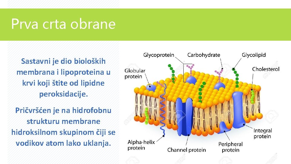 Prva crta obrane Sastavni je dio bioloških membrana i lipoproteina u krvi koji štite