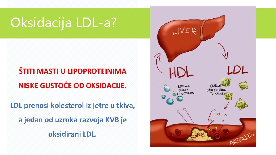 Oksidacija LDL-a? ŠTITI MASTI U LIPOPROTEINIMA NISKE GUSTOĆE OD OKSIDACIJE. LDL prenosi kolesterol iz