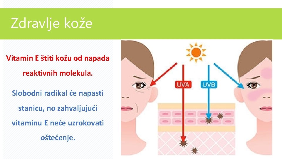 Zdravlje kože Vitamin E štiti kožu od napada reaktivnih molekula. Slobodni radikal će napasti