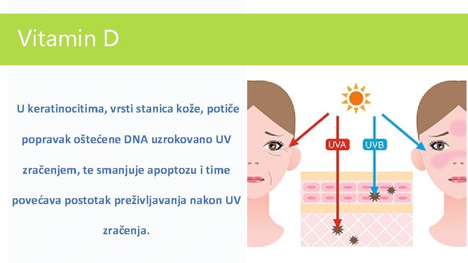 Vitamin D U keratinocitima, vrsti stanica kože, potiče popravak oštećene DNA uzrokovano UV zračenjem,