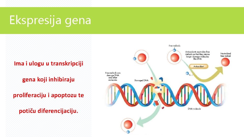 Ekspresija gena Ima i ulogu u transkripciji gena koji inhibiraju proliferaciju i apoptozu te