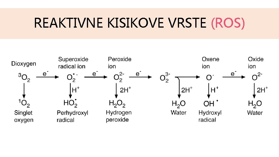 REAKTIVNE KISIKOVE VRSTE (ROS) 