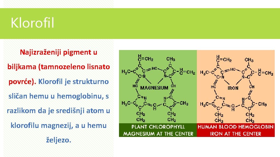 Klorofil Najizraženiji pigment u biljkama (tamnozeleno lisnato povrće). Klorofil je strukturno sličan hemu u
