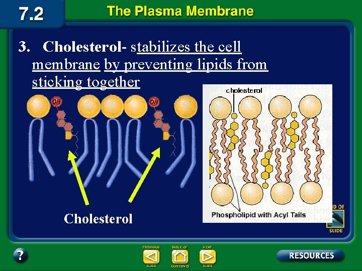 3. Cholesterol- stabilizes the cell membrane by preventing lipids from sticking together Cholesterol 