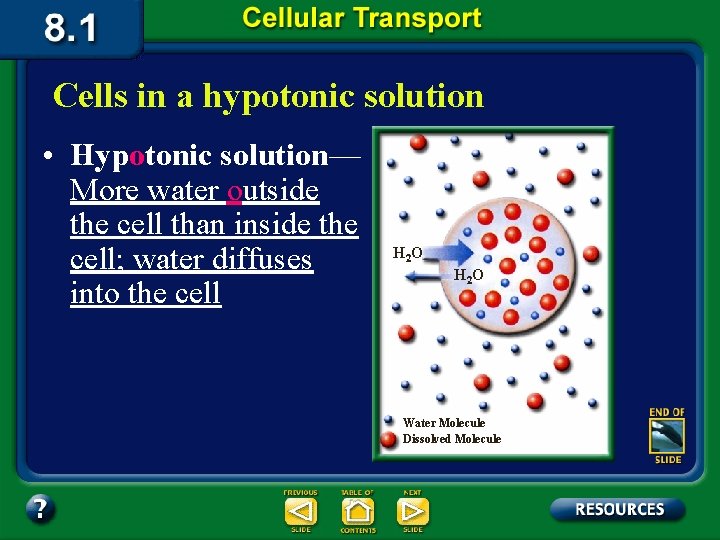 Cells in a hypotonic solution • Hypotonic solution— More water outside the cell than