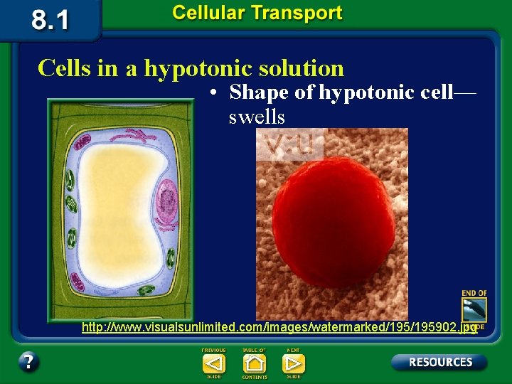 Cells in a hypotonic solution • Shape of hypotonic cell— swells http: //www. visualsunlimited.