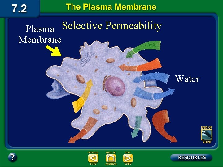 Plasma Selective Permeability Membrane Water 