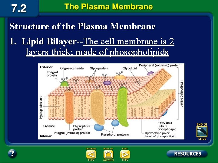 Structure of the Plasma Membrane 1. Lipid Bilayer--The cell membrane is 2 layers thick;
