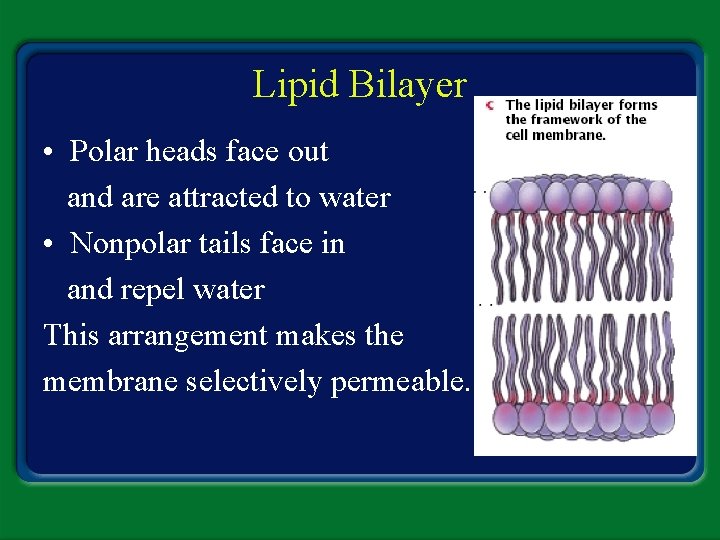 Lipid Bilayer • Polar heads face out and are attracted to water • Nonpolar