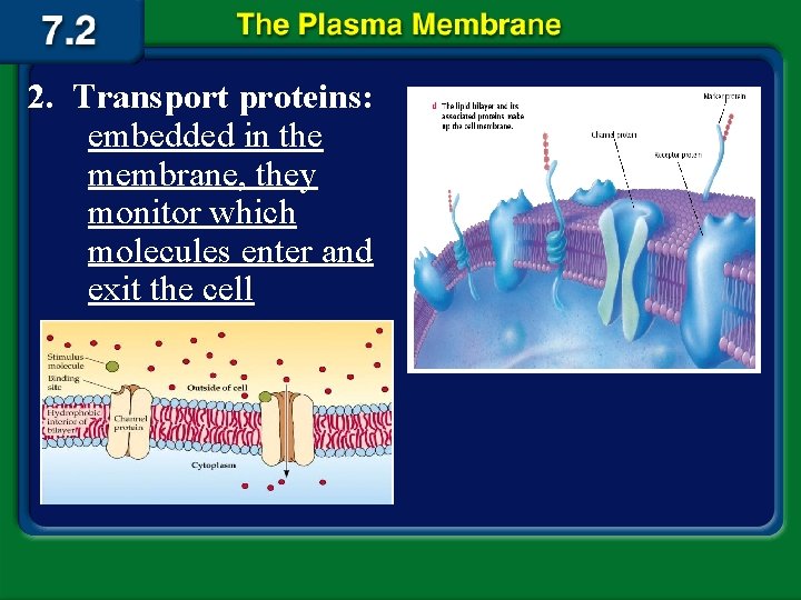 2. Transport proteins: embedded in the membrane, they monitor which molecules enter and exit