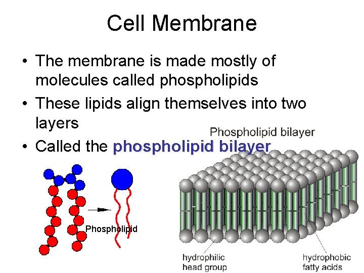 Cell Membrane • The membrane is made mostly of molecules called phospholipids • These