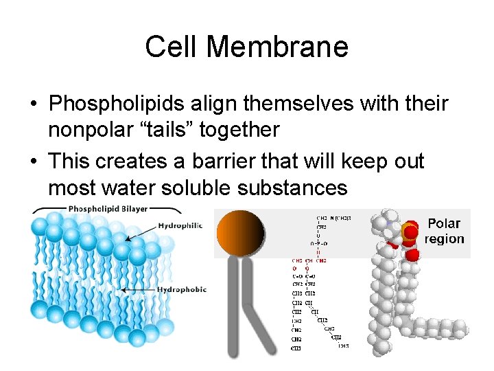 Cell Membrane • Phospholipids align themselves with their nonpolar “tails” together • This creates