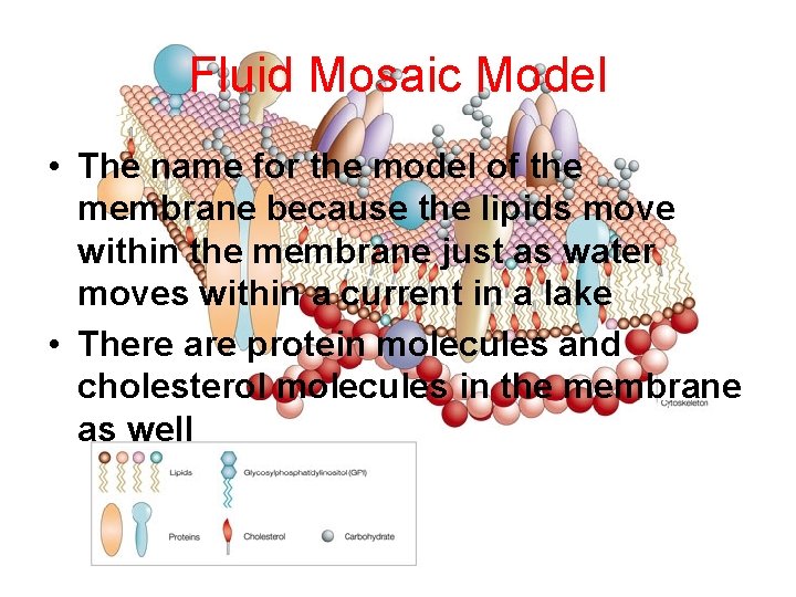 Fluid Mosaic Model • The name for the model of the membrane because the