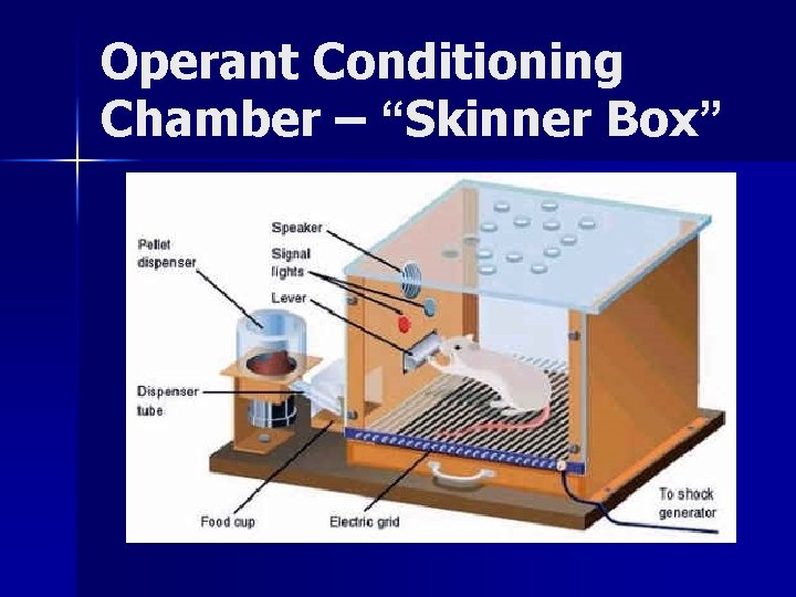 Operant Conditioning Chamber – “Skinner Box” 