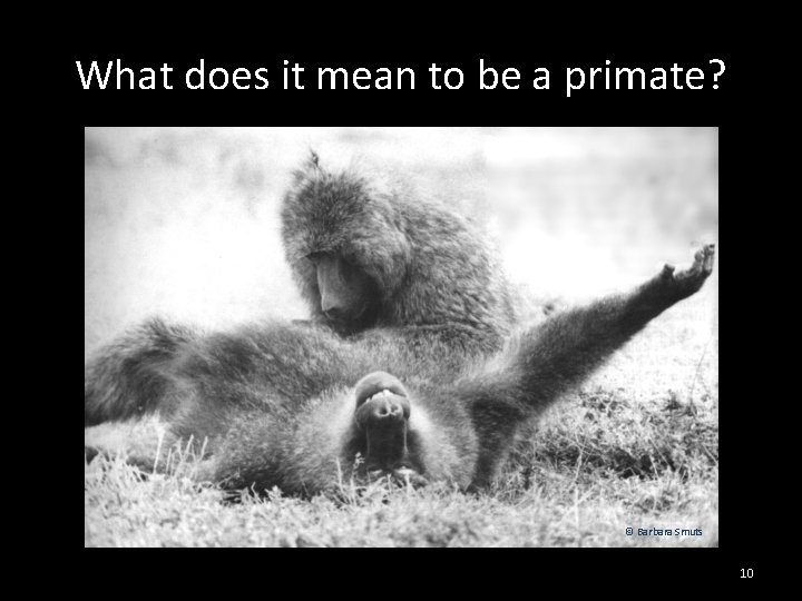 What does it mean to be a primate? © Barbara Smuts 10 