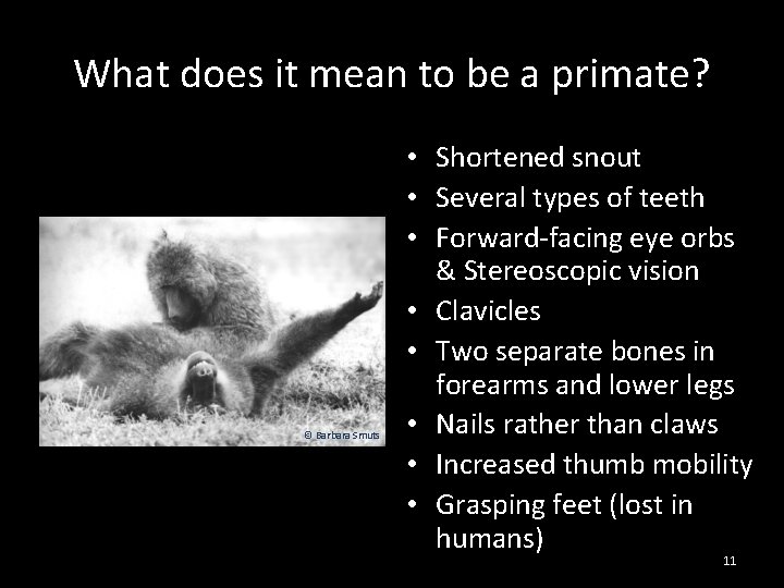 What does it mean to be a primate? © Barbara Smuts • Shortened snout