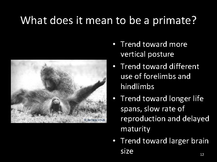 What does it mean to be a primate? © Barbara Smuts • Trend toward