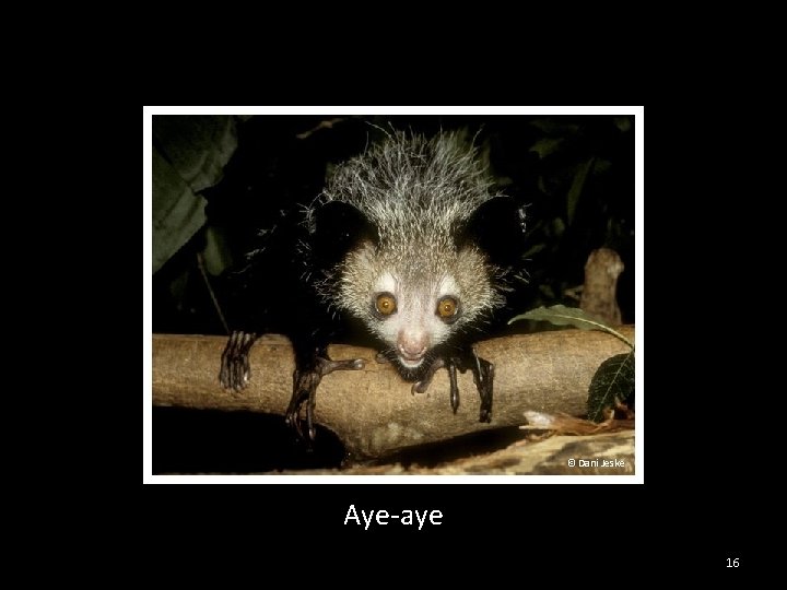 © Dani Jeske Aye-aye 16 