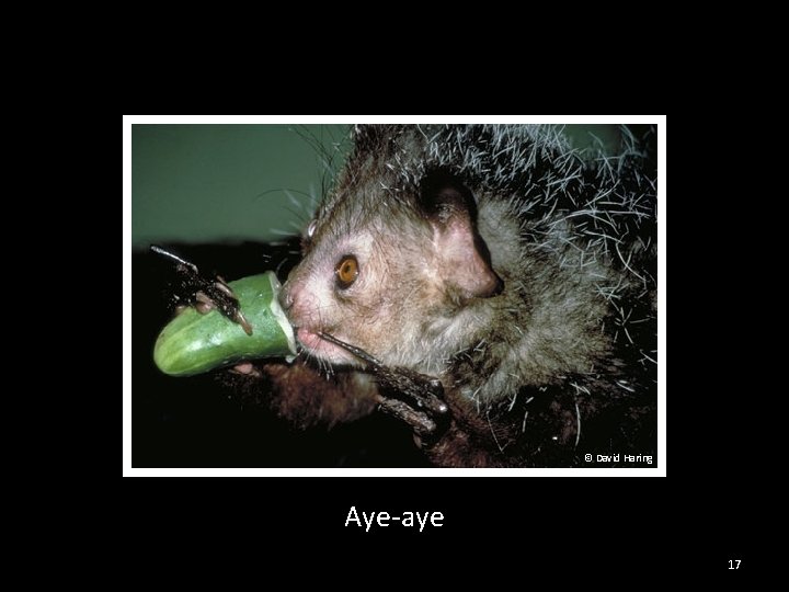 © David Haring Aye-aye 17 