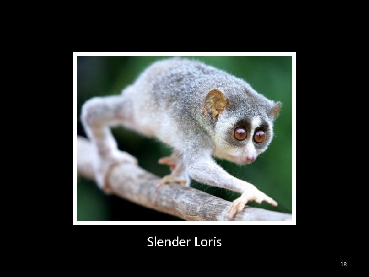 Slender Loris 18 