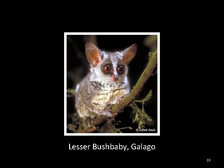 © Gerald Doyle Lesser Bushbaby, Galago 19 