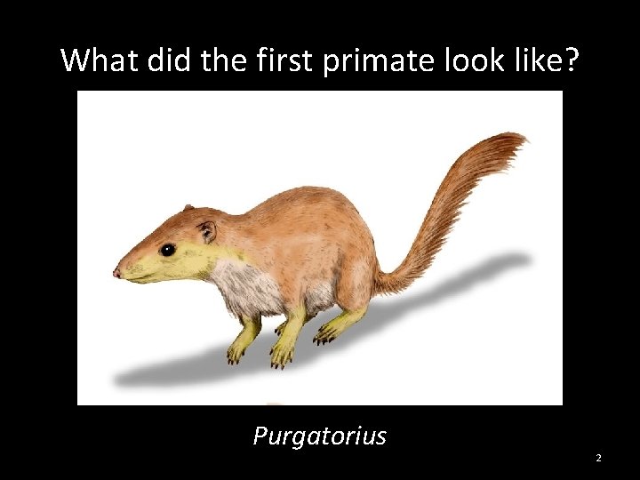 What did the first primate look like? Purgatorius 2 