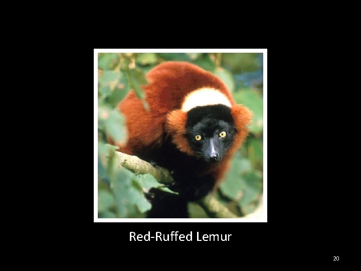 Red-Ruffed Lemur 20 
