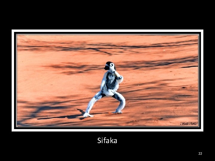 Sifaka 22 
