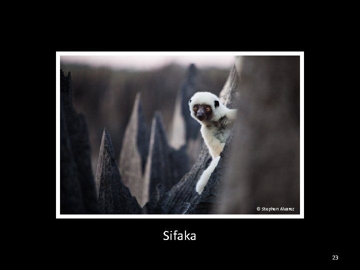 © Stephen Alvarez Sifaka 23 