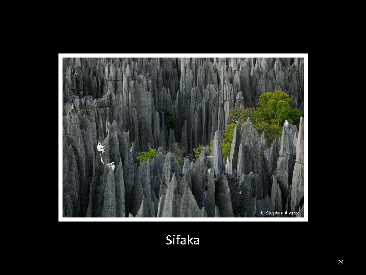 © Stephen Alvarez Sifaka 24 