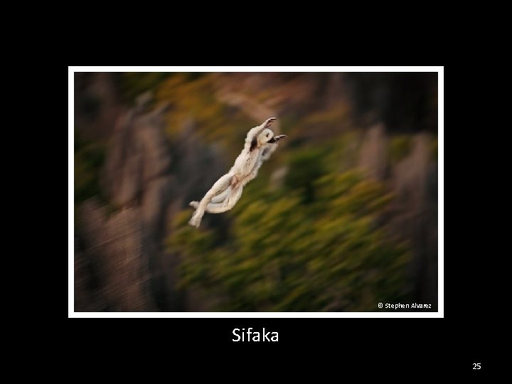 © Stephen Alvarez Sifaka 25 