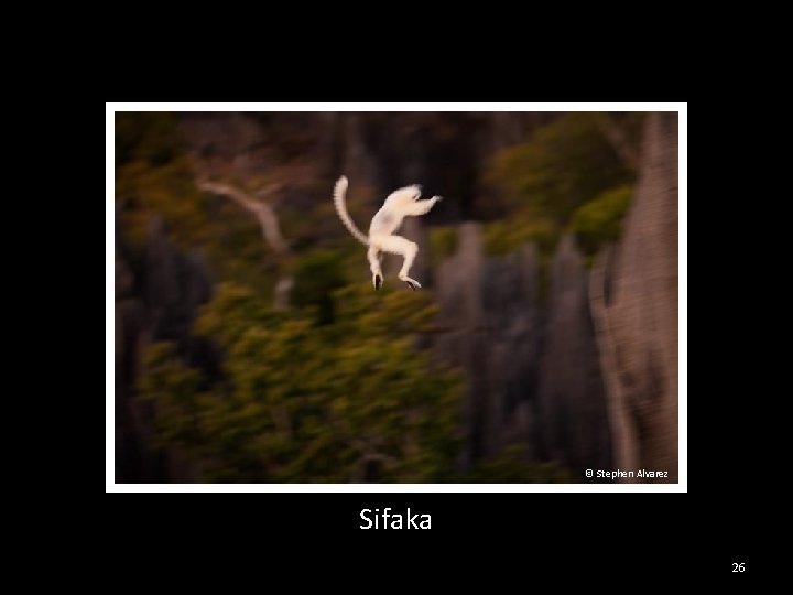 © Stephen Alvarez Sifaka 26 