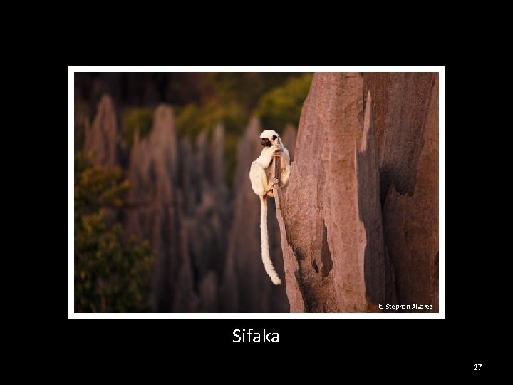 © Stephen Alvarez Sifaka 27 