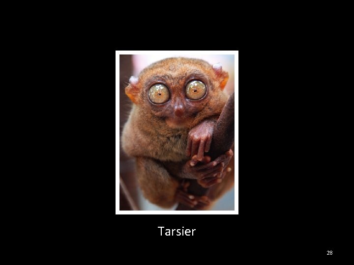 Tarsier 28 