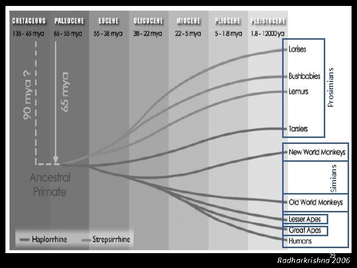Prosimians Simians 29 Radharkrishna 2006 