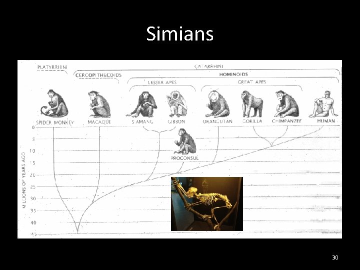 Simians 30 