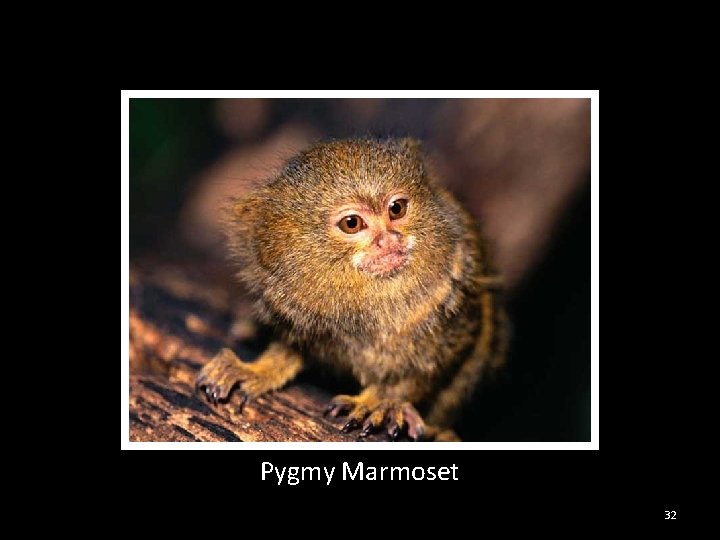 Pygmy Marmoset 32 