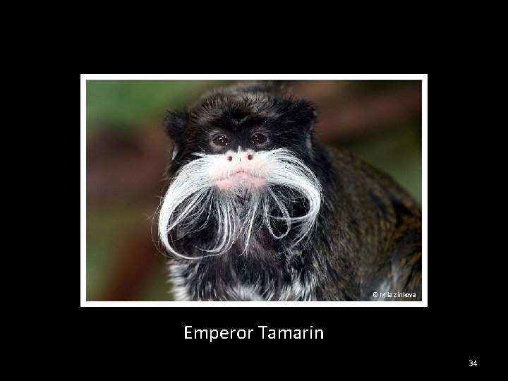 © Mila Zinkova Emperor Tamarin 34 