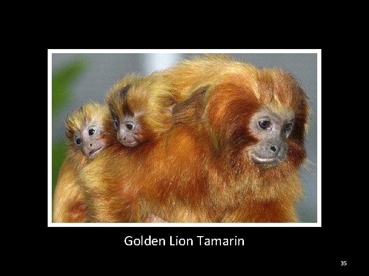 Golden Lion Tamarin 35 