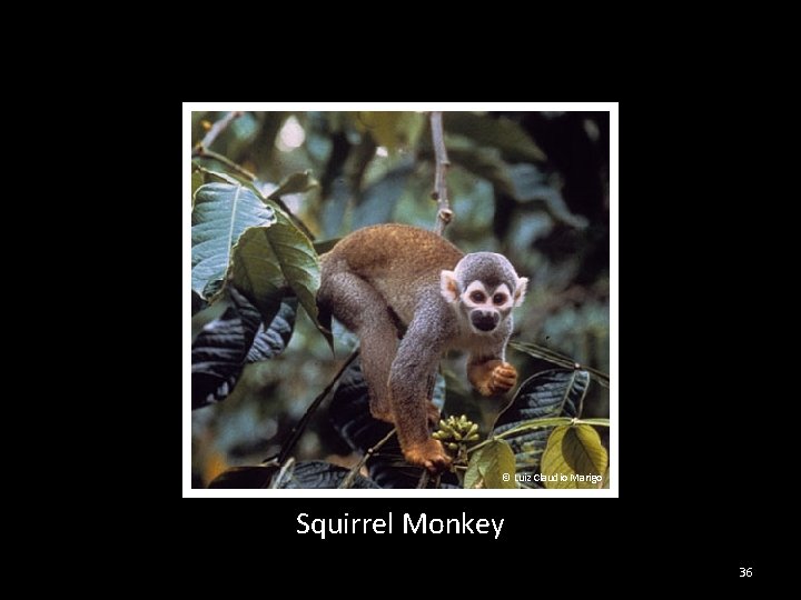 © Luiz Claudio Marigo Squirrel Monkey 36 
