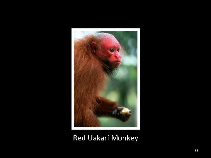 Red Uakari Monkey 37 