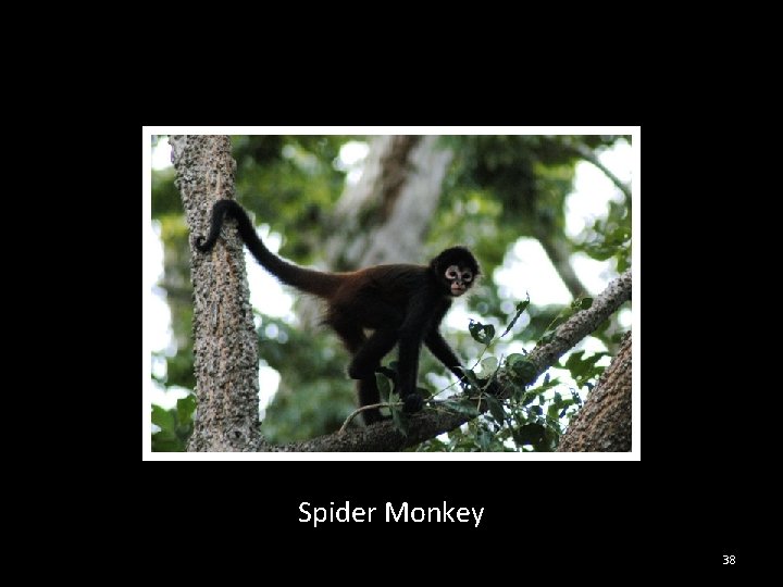 Spider Monkey 38 