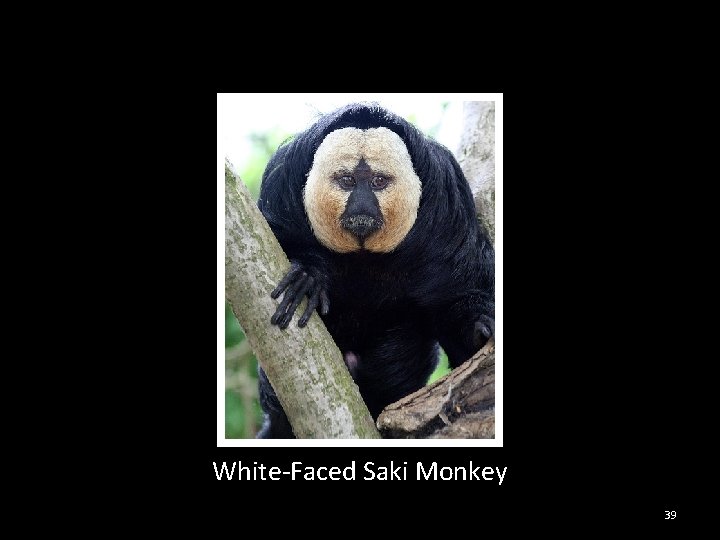 White-Faced Saki Monkey 39 