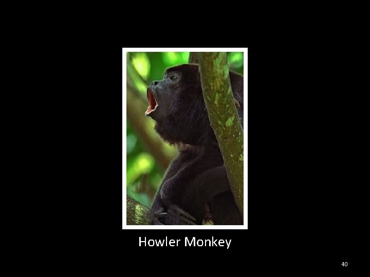 Howler Monkey 40 