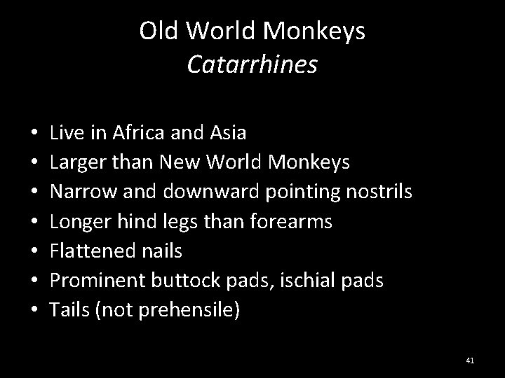 Old World Monkeys Catarrhines • • Live in Africa and Asia Larger than New